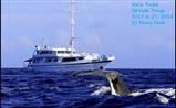 Naia Tonga Whale Watch